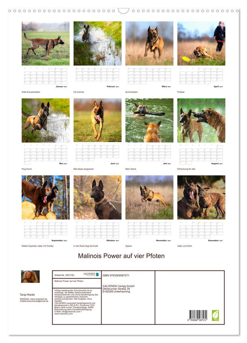 Malinois Power auf vier Pfoten (CALVENDO Wandkalender 2027)