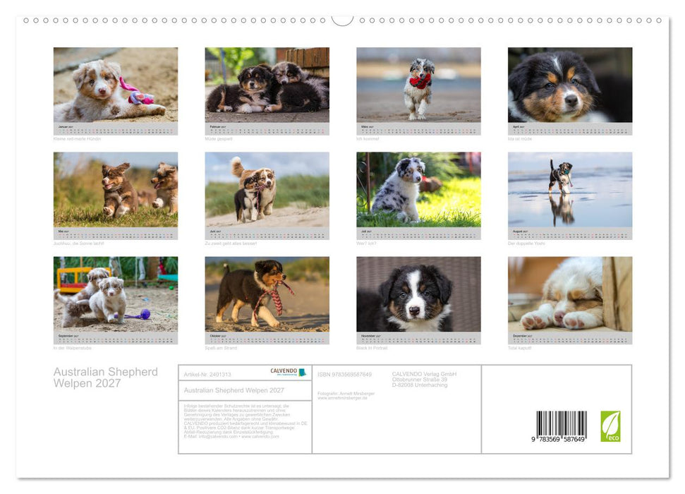 Australian Shepherd Welpen 2027 (CALVENDO Premium Wandkalender 2027)