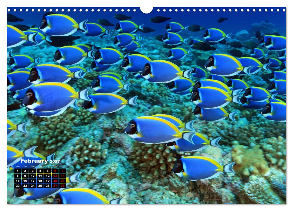 Magical Underwater World (CALVENDO Monthly Calendar 2027)