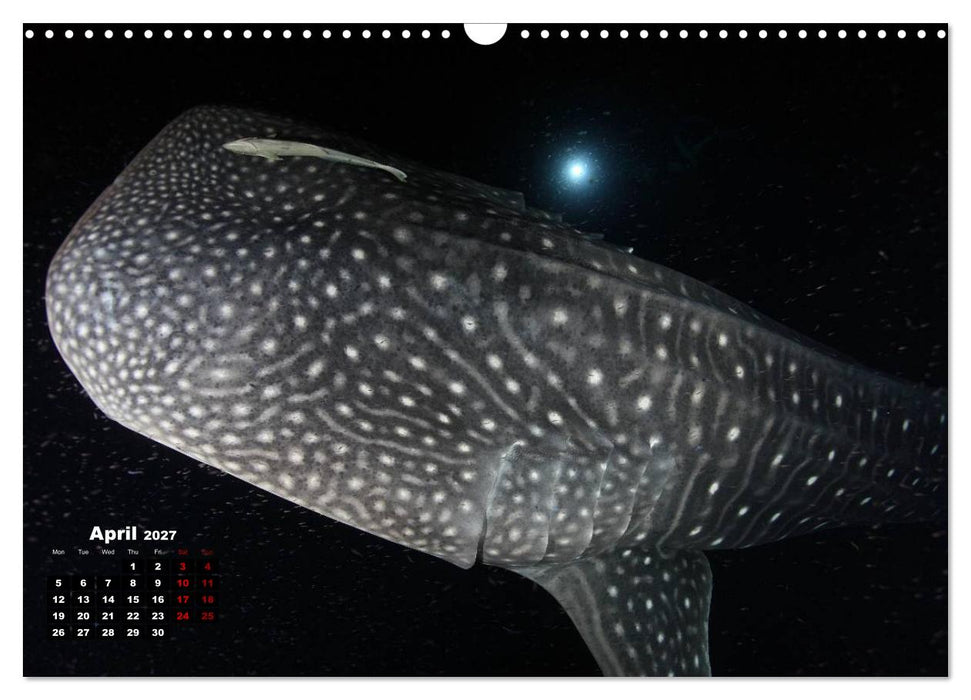 Magical Underwater World (CALVENDO Monthly Calendar 2027)