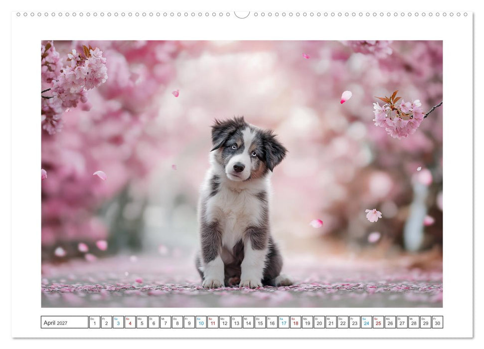 Zauberhafte Fellnasen (CALVENDO Wandkalender 2027)
