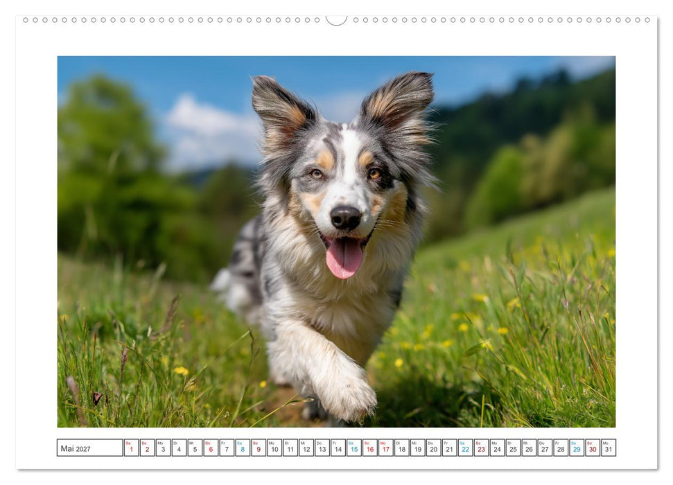 Zauberhafte Fellnasen (CALVENDO Wandkalender 2027)