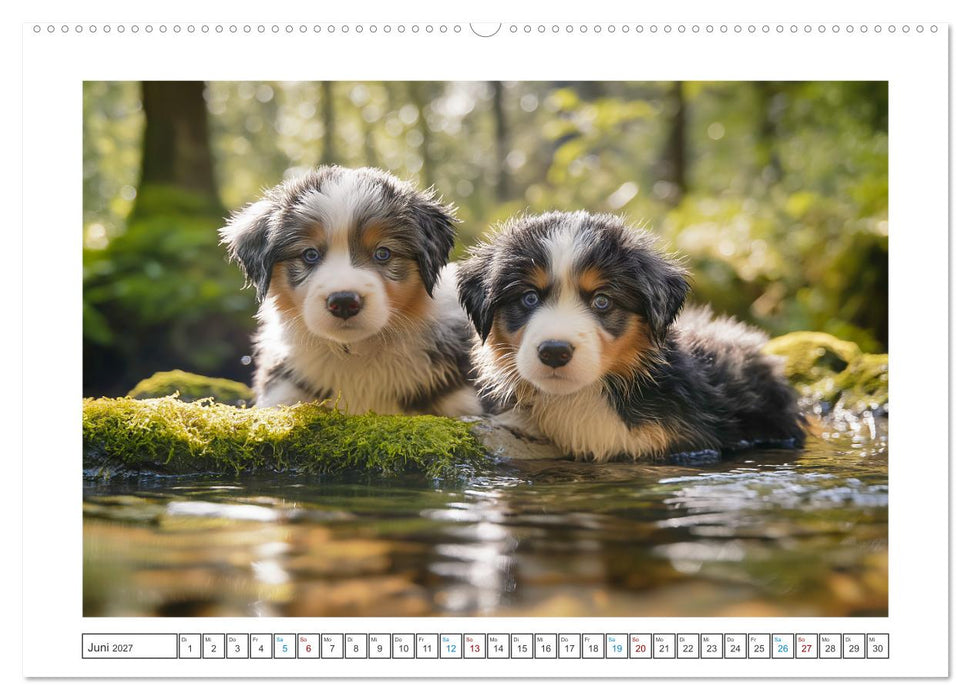 Zauberhafte Fellnasen (CALVENDO Wandkalender 2027)