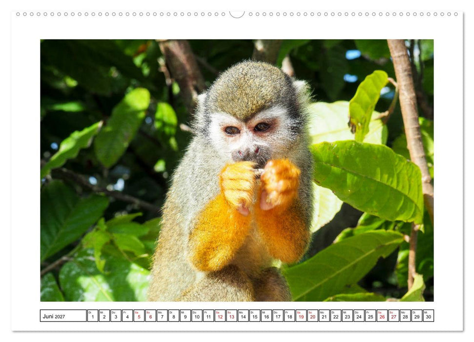 Dominikanische Karibik (CALVENDO Wandkalender 2027)