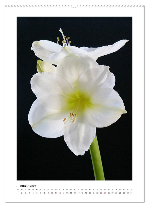 Poesie weißer Blüten (CALVENDO Premium Wandkalender 2027)