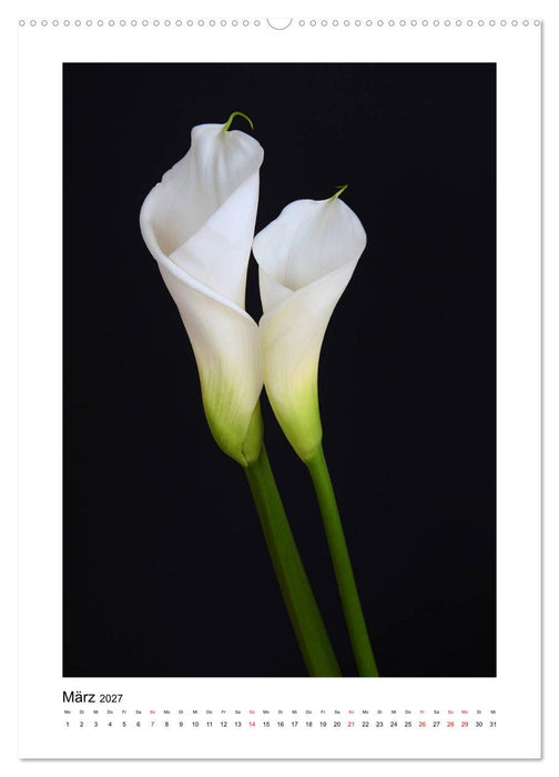 Poesie weißer Blüten (CALVENDO Premium Wandkalender 2027)