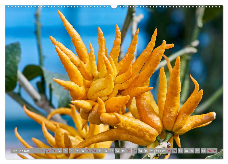 Bio Zitrus Garten (CALVENDO Premium Wandkalender 2027)