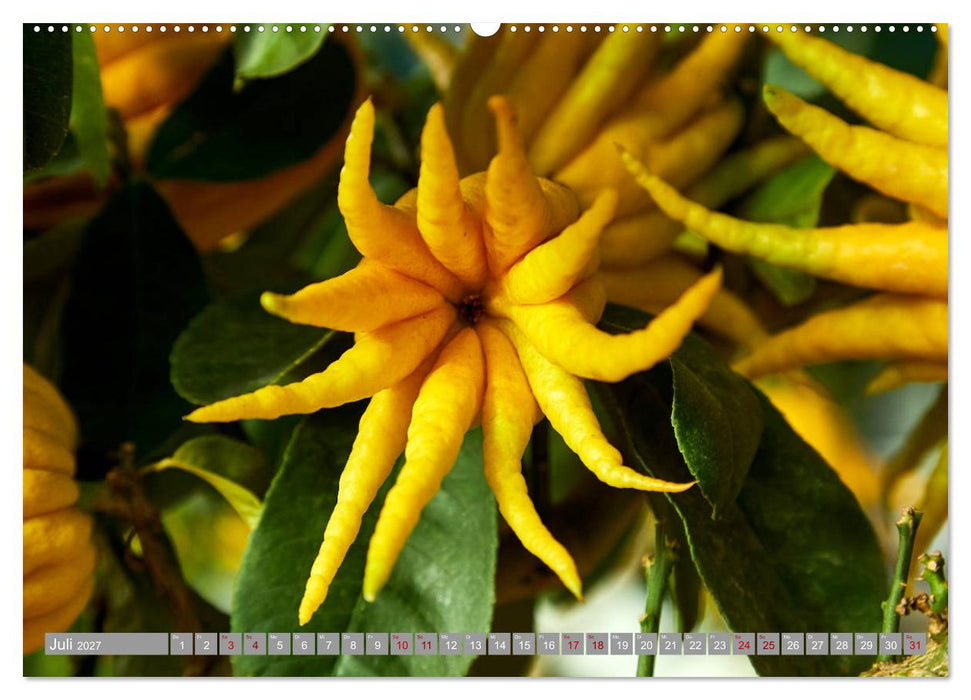 Bio Zitrus Garten (CALVENDO Premium Wandkalender 2027)