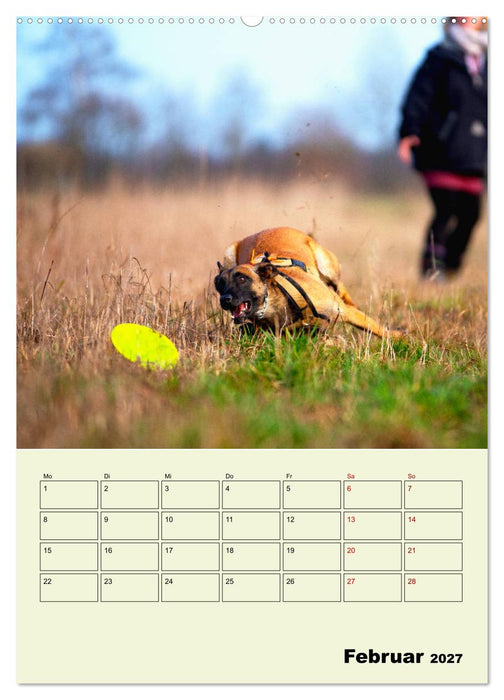 Malinois verlässliche Begleiter (CALVENDO Premium Wandkalender 2027)