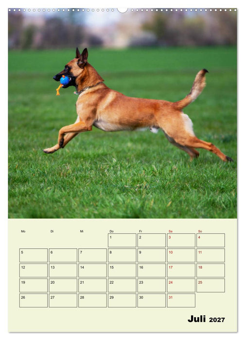 Malinois verlässliche Begleiter (CALVENDO Premium Wandkalender 2027)