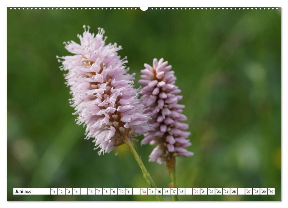 Seiser Alm Sommer (CALVENDO Wandkalender 2027)