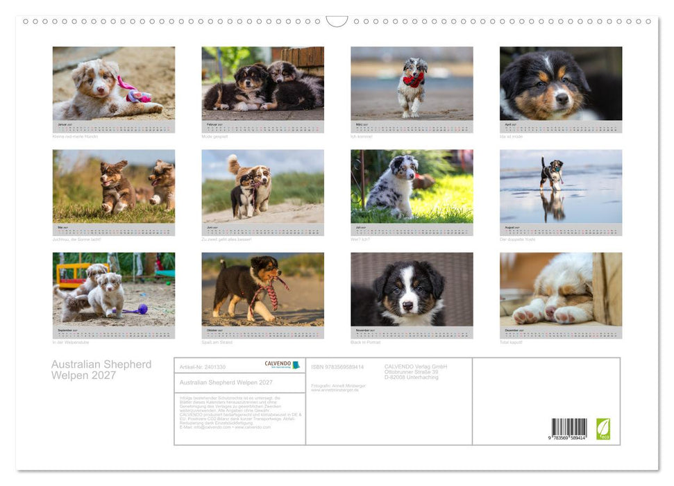 Australian Shepherd Welpen 2027 (CALVENDO Wandkalender 2027)