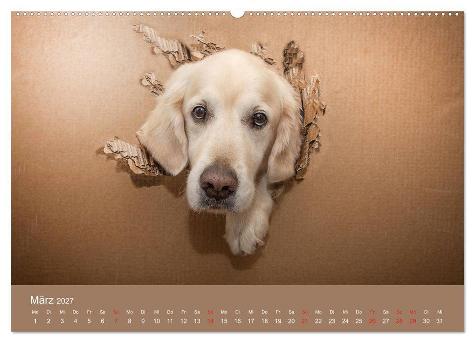 Grace und Cuba - Das verrückte Leben der Golden Girls (CALVENDO Wandkalender 2027)