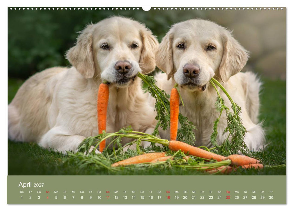 Grace und Cuba - Das verrückte Leben der Golden Girls (CALVENDO Wandkalender 2027)