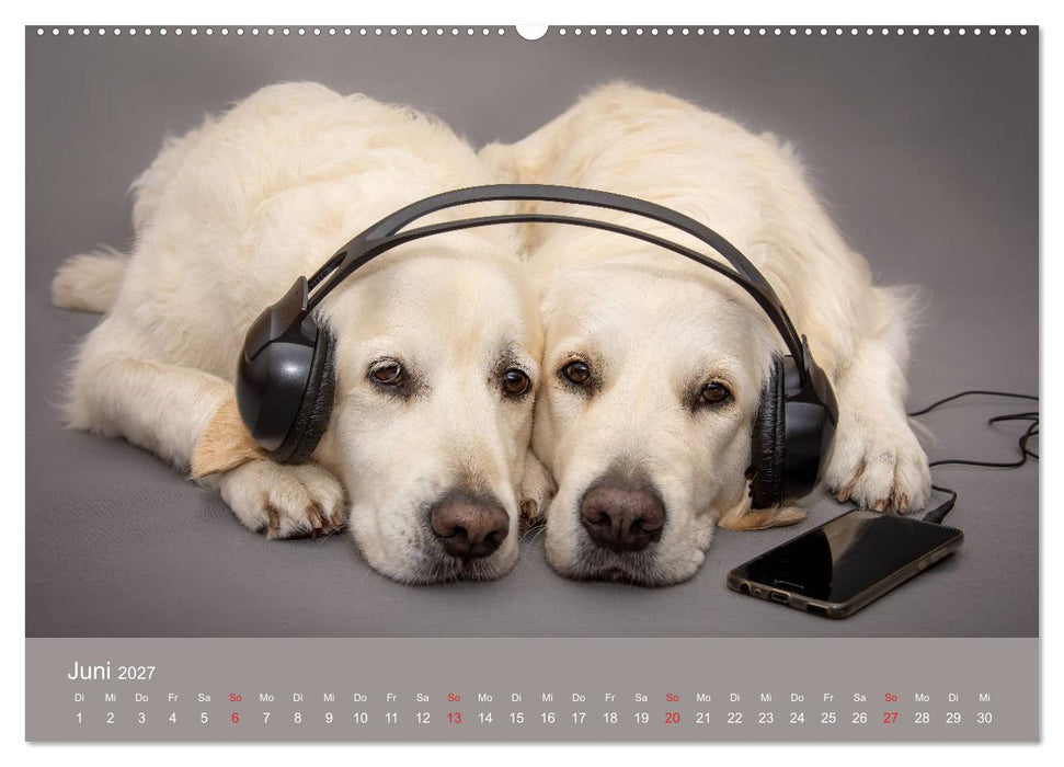 Grace und Cuba - Das verrückte Leben der Golden Girls (CALVENDO Wandkalender 2027)