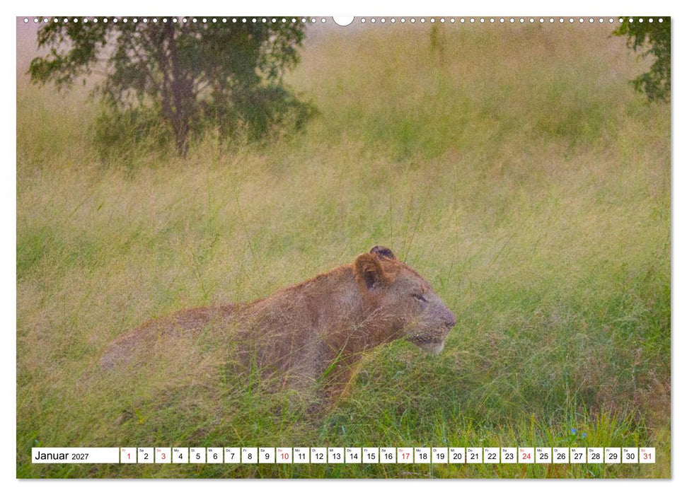 Wunderwelt der Tiere - Südafrika (CALVENDO Wandkalender 2027)