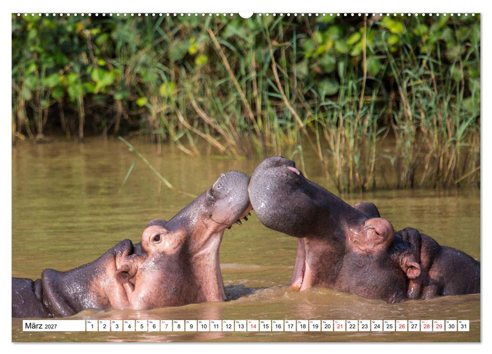 Wunderwelt der Tiere - Südafrika (CALVENDO Wandkalender 2027)