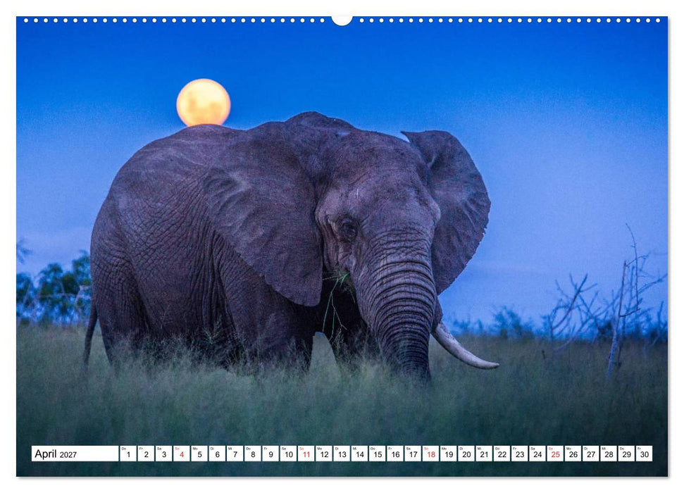 Wunderwelt der Tiere - Südafrika (CALVENDO Wandkalender 2027)