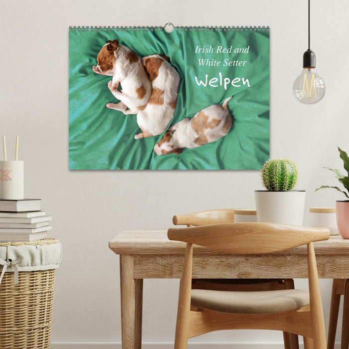 Irish Red and White Setter Welpen (CALVENDO Wandkalender 2027)