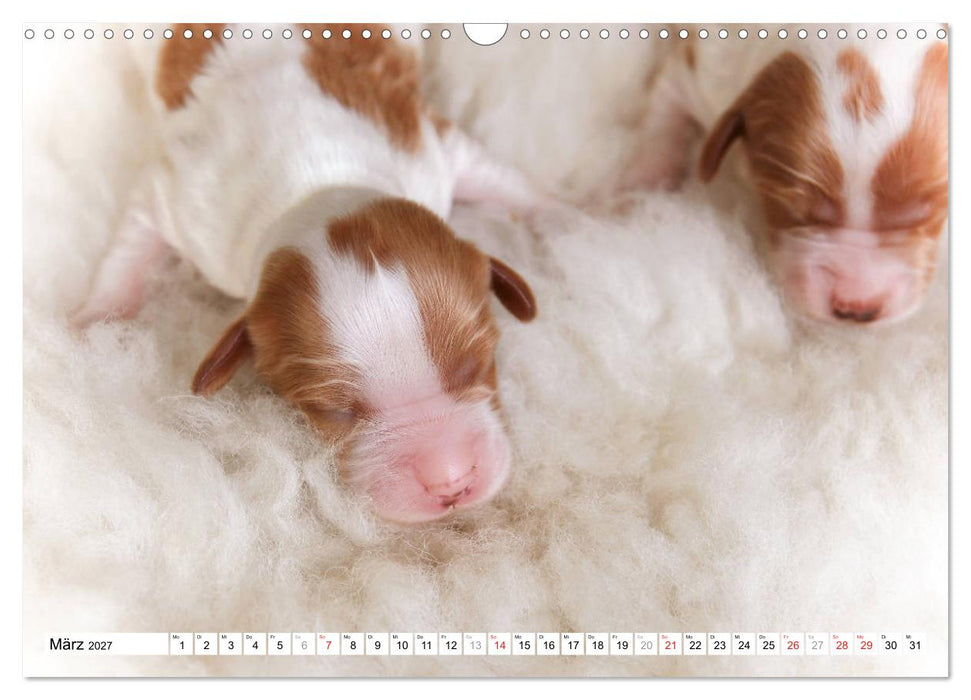 Irish Red and White Setter Welpen (CALVENDO Wandkalender 2027)