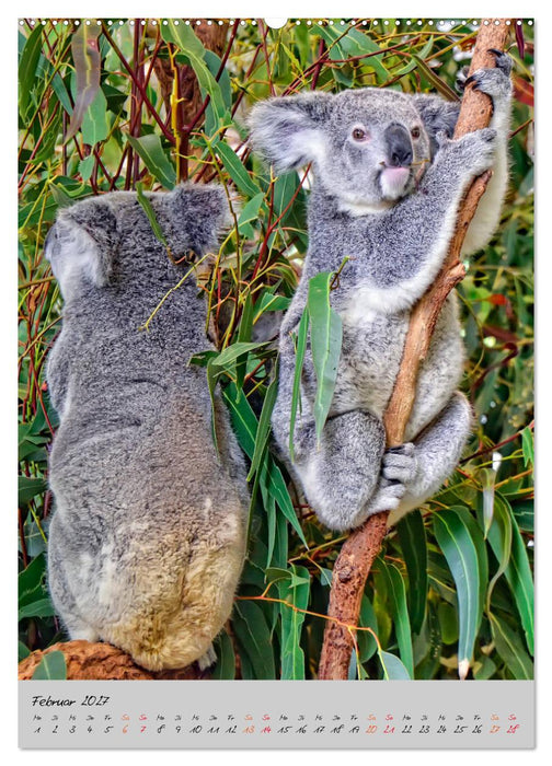 Koala, kleiner Bär (CALVENDO Premium Wandkalender 2027)