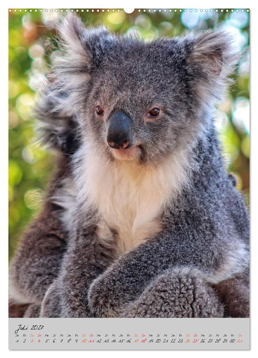 Koala, kleiner Bär (CALVENDO Premium Wandkalender 2027)