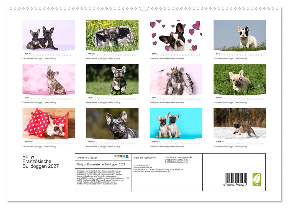 Bullys - Französische Bulldoggen 2027 (CALVENDO Premium Wandkalender 2027)