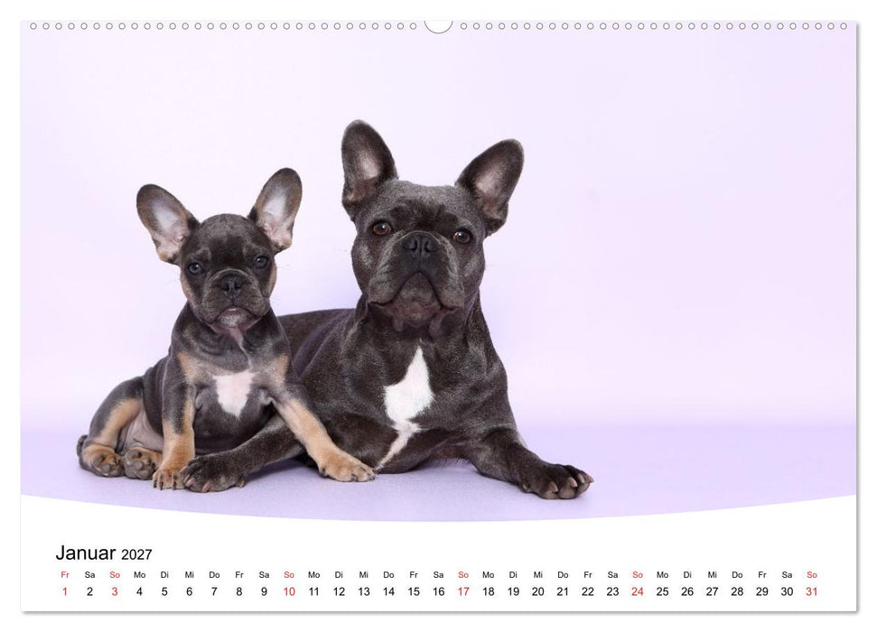 Bullys - Französische Bulldoggen 2027 (CALVENDO Premium Wandkalender 2027)