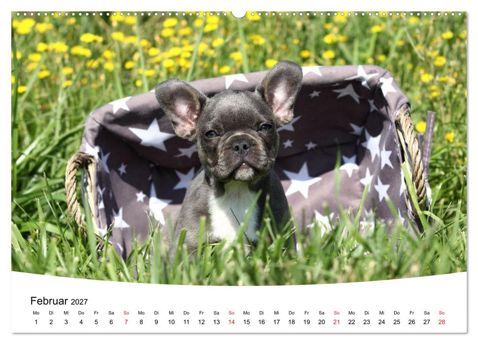 Bullys - Französische Bulldoggen 2027 (CALVENDO Premium Wandkalender 2027)