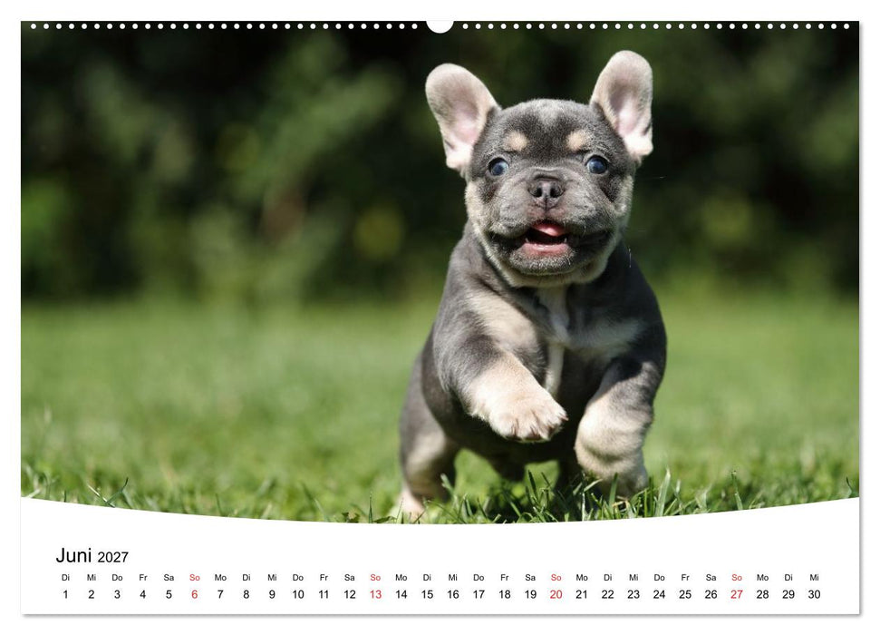 Bullys - Französische Bulldoggen 2027 (CALVENDO Premium Wandkalender 2027)