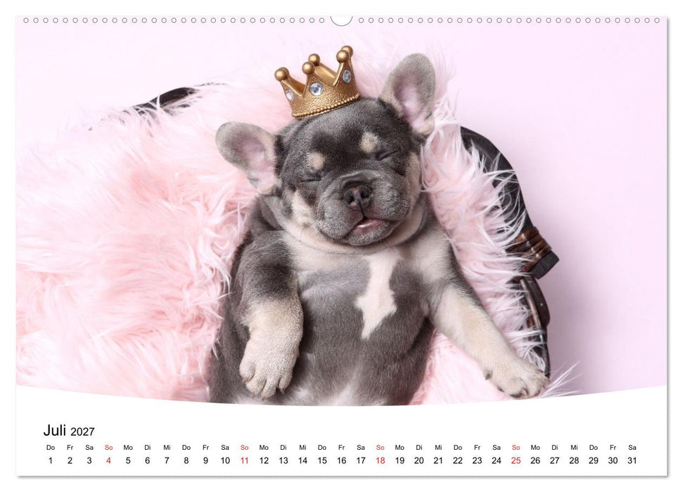 Bullys - Französische Bulldoggen 2027 (CALVENDO Premium Wandkalender 2027)