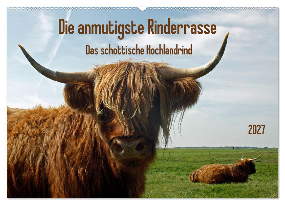 Die anmutigste Rinderrasse - Das schottische Hochlandrind (CALVENDO Wandkalender 2027)