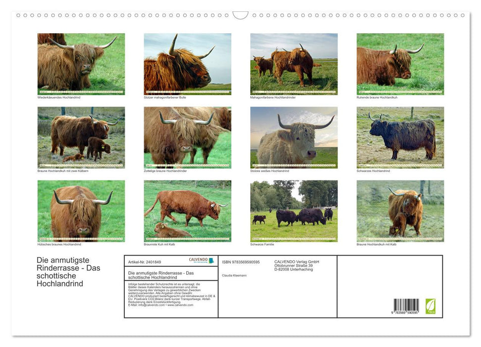 Die anmutigste Rinderrasse - Das schottische Hochlandrind (CALVENDO Wandkalender 2027)