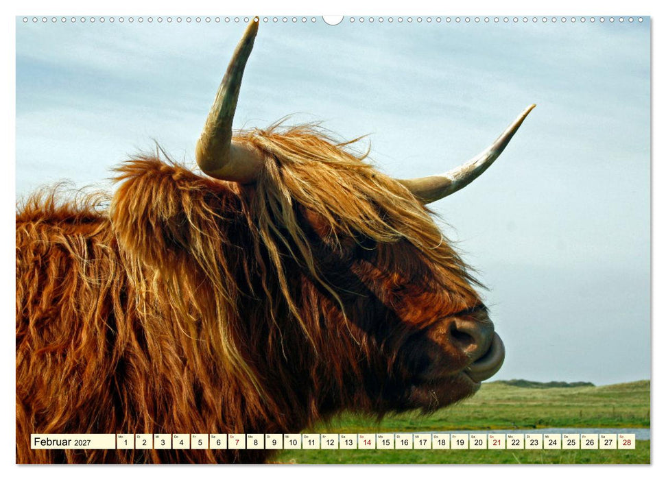 Die anmutigste Rinderrasse - Das schottische Hochlandrind (CALVENDO Wandkalender 2027)