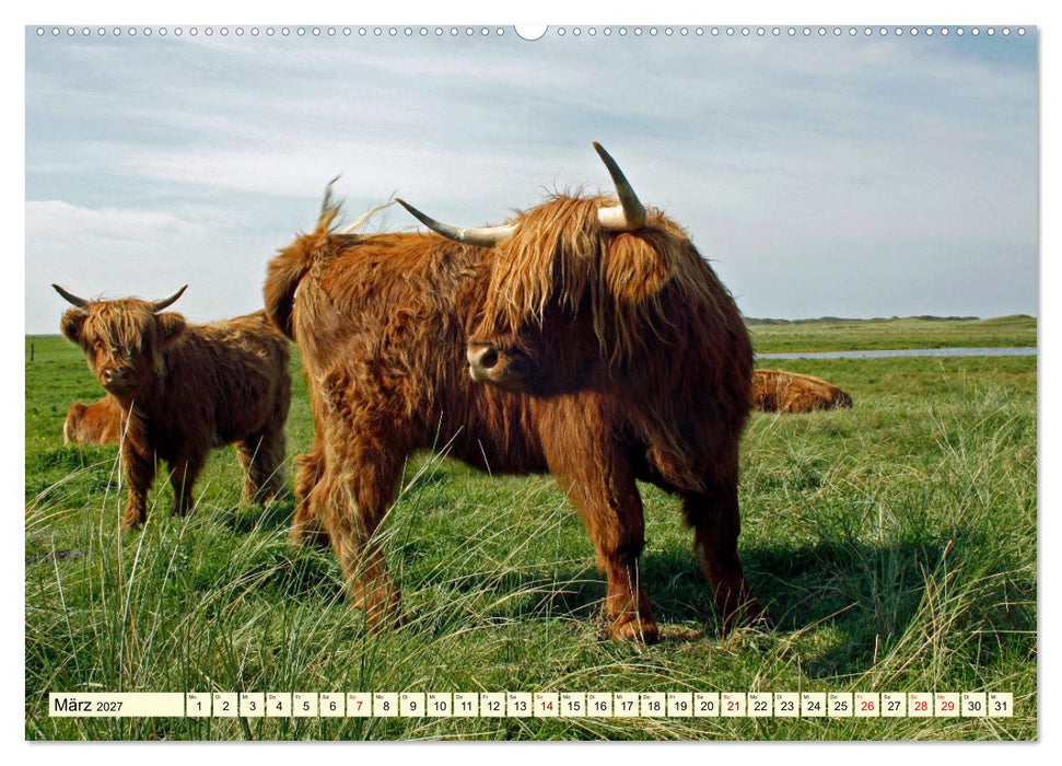 Die anmutigste Rinderrasse - Das schottische Hochlandrind (CALVENDO Wandkalender 2027)