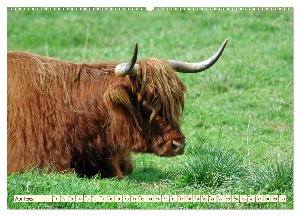 Die anmutigste Rinderrasse - Das schottische Hochlandrind (CALVENDO Wandkalender 2027)