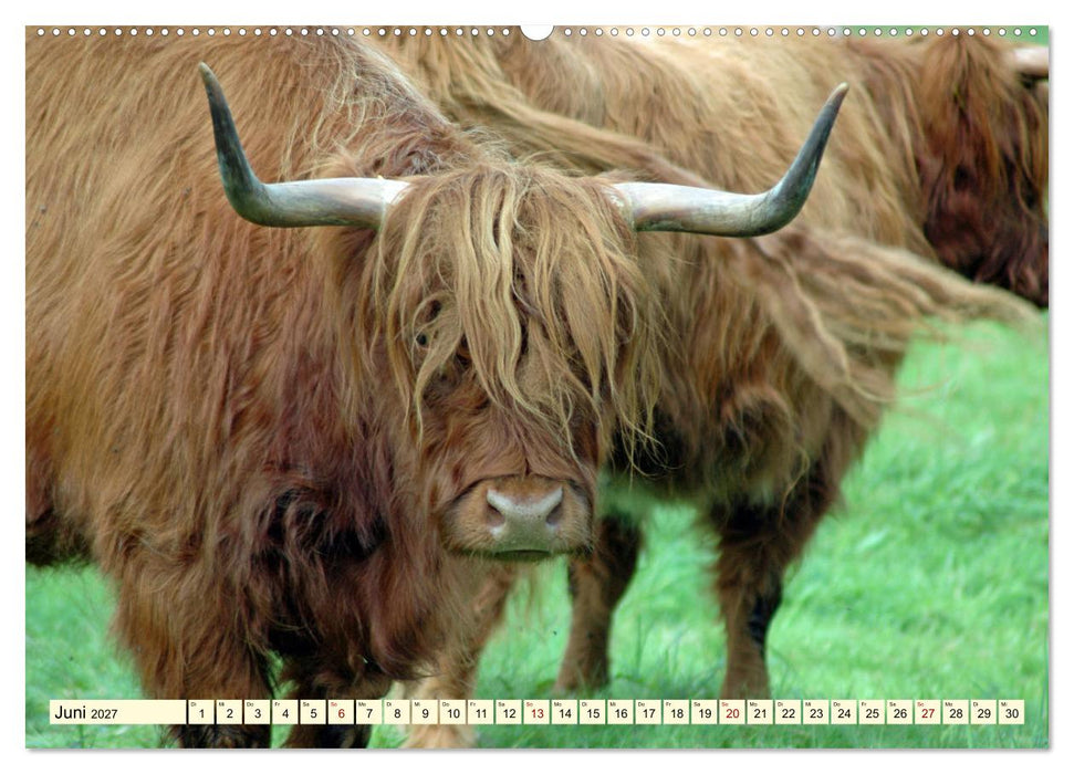 Die anmutigste Rinderrasse - Das schottische Hochlandrind (CALVENDO Wandkalender 2027)