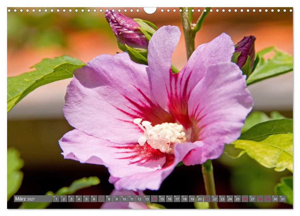 Blumenpracht der Welt (CALVENDO Wandkalender 2027)