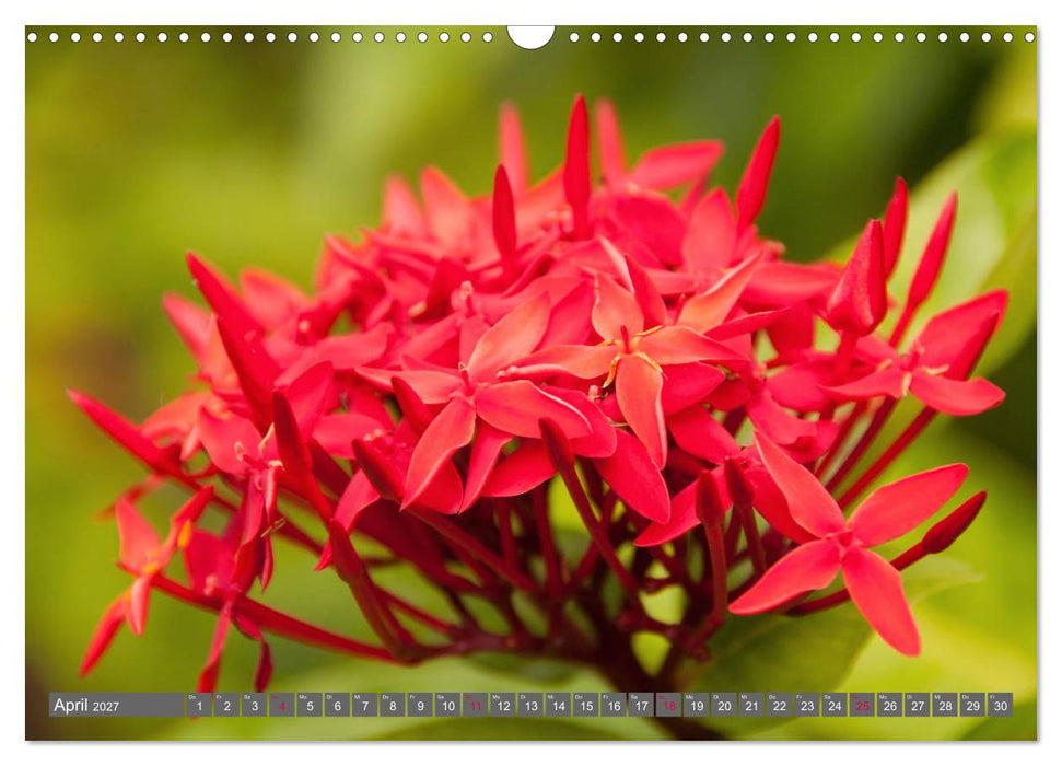 Blumenpracht der Welt (CALVENDO Wandkalender 2027)