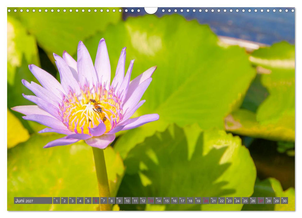 Blumenpracht der Welt (CALVENDO Wandkalender 2027)