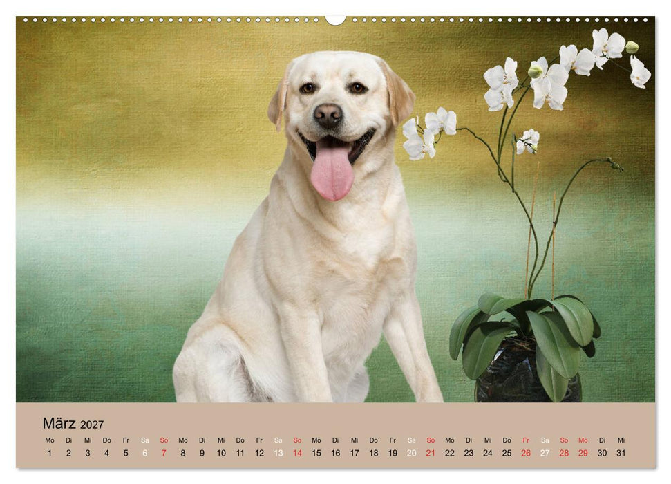 Labrador Retriever unsere Freunde (CALVENDO Premium Wandkalender 2027)