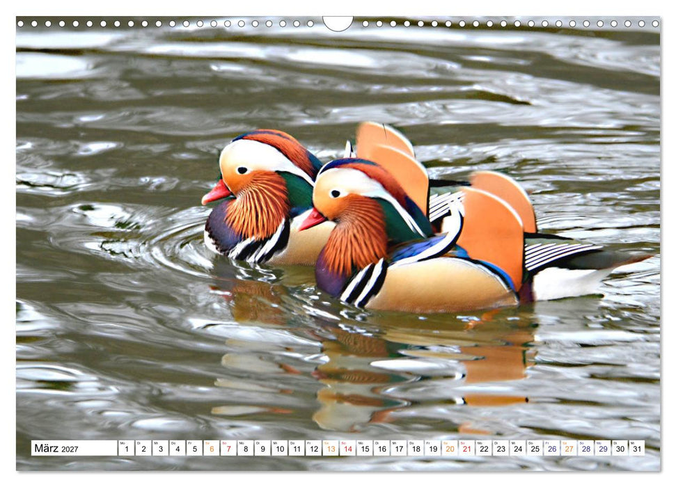 Mandarinenten, ein Farbtupfer auf allen Gewässern. (CALVENDO Wandkalender 2027)