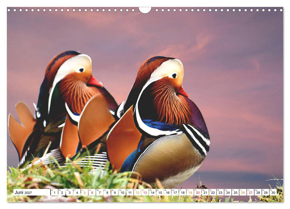 Mandarinenten, ein Farbtupfer auf allen Gewässern. (CALVENDO Wandkalender 2027)
