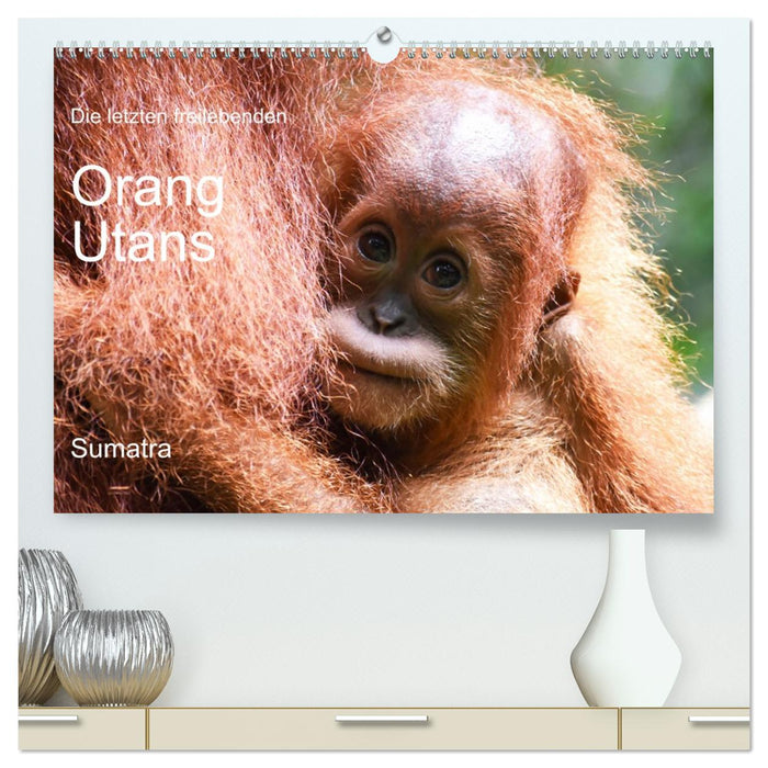 Die letzten freilebenden Orang Utans (CALVENDO Premium Wandkalender 2027)