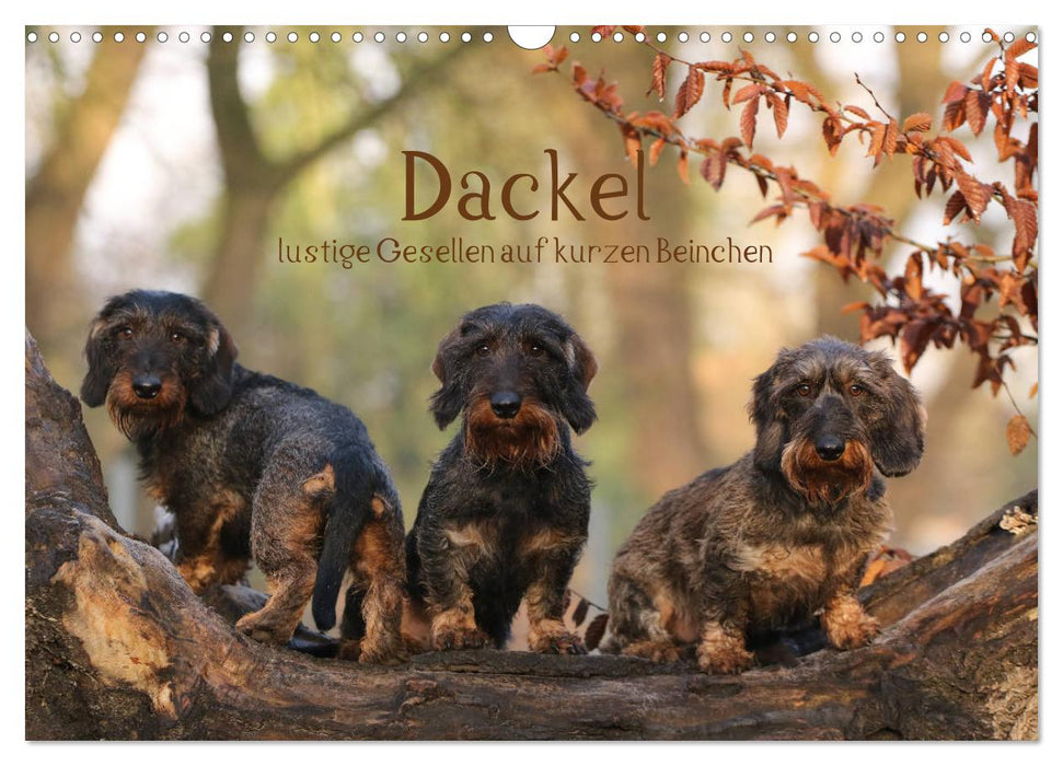 Dackel - lustige Gesellen auf kurzen Beinchen (CALVENDO Wandkalender 2027)