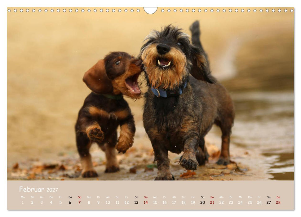 Dackel - lustige Gesellen auf kurzen Beinchen (CALVENDO Wandkalender 2027)