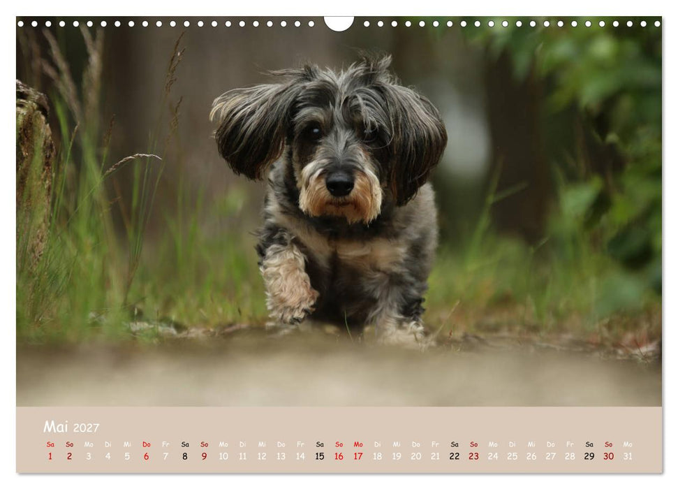 Dackel - lustige Gesellen auf kurzen Beinchen (CALVENDO Wandkalender 2027)
