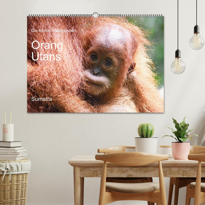 Die letzten freilebenden Orang Utans (CALVENDO Wandkalender 2027)