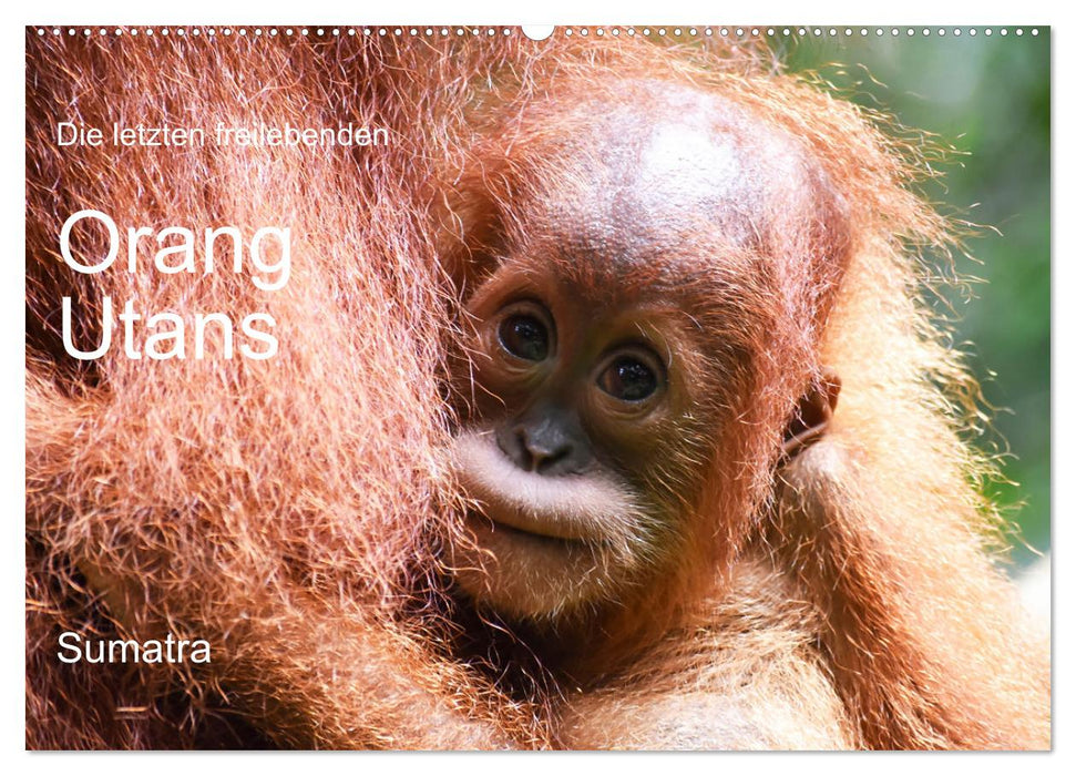 Die letzten freilebenden Orang Utans (CALVENDO Wandkalender 2027)