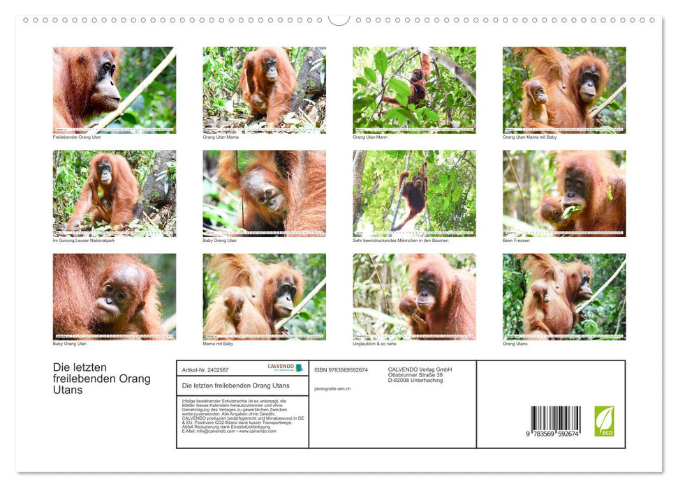 Die letzten freilebenden Orang Utans (CALVENDO Wandkalender 2027)